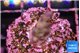 Acropora purple 1-2 cm WYSIWYG acclimaté