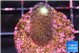 Stylophora milka 2 cm WYSIWYG acclimaté
