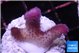 Stylophora full pink Fijii 2-3 cm WYSIWYG acclimaté