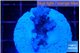 Acropora purple & white polyps premium 2-3 cm WYSIWYG acclimaté