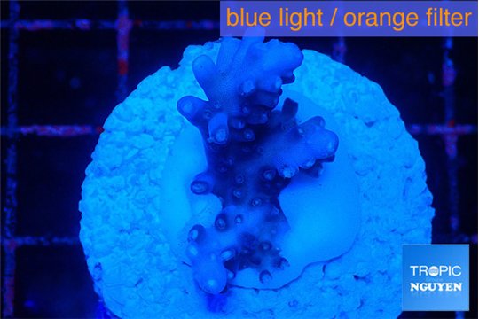 Acropora purple & white polyps premium 2-3 cm WYSIWYG acclimaté