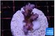 Acropora purple & white polyps premium 2-3 cm WYSIWYG acclimaté