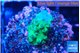 Acropora green purple 1-2 cm WYSIWYG acclimaté