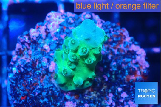 Acropora green purple 1-2 cm WYSIWYG acclimaté