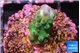 Acropora green purple 1-2 cm WYSIWYG acclimaté