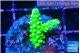 Acropora neon green 2 cm WYSIWYG acclimaté