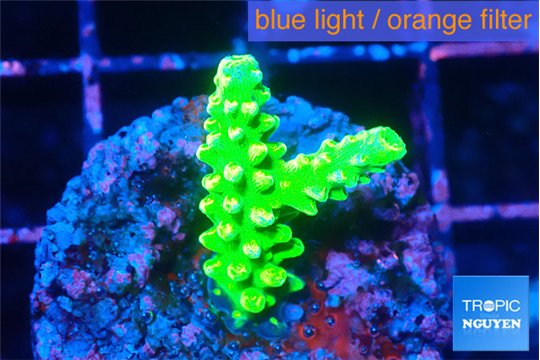 Acropora neon green 2 cm WYSIWYG acclimaté