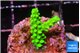 Acropora neon green 2 cm WYSIWYG acclimaté