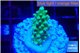 Acropora green & golden polyps 2 cm WYSIWYG acclimaté