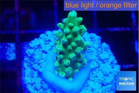 Acropora green & golden polyps 2 cm WYSIWYG acclimaté