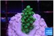Acropora green & golden polyps 2 cm WYSIWYG acclimaté