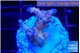 Acropora pink purple premium 2-3 cm WYSIWYG acclimaté