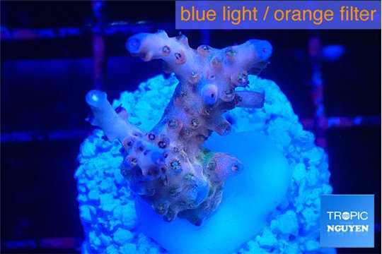 Acropora pink purple premium 2-3 cm WYSIWYG acclimaté