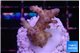 Acropora pink purple premium 2-3 cm WYSIWYG acclimaté