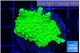 Acropora neon green 3-4 cm WYSIWYG acclimaté