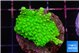 Acropora neon green 3-4 cm WYSIWYG acclimaté