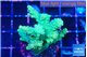 Acropora mango green 4-5 cm WYSIWYG acclimaté