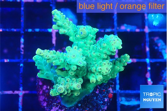 Acropora mango green 4-5 cm WYSIWYG acclimaté