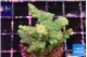Acropora mango green 4-5 cm WYSIWYG acclimaté