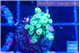 Acropora green 1-2 cm WYSIWYG acclimaté