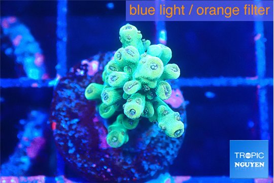 Acropora green 1-2 cm WYSIWYG acclimaté