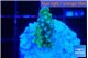 Acropora green 2-3 cm WYSIWYG acclimaté