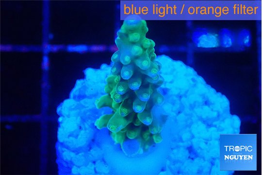 Acropora green 2-3 cm WYSIWYG acclimaté