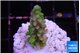 Acropora green 2-3 cm WYSIWYG acclimaté