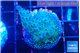 Acropora purple green Fijii 2-3 cm WYSIWYG acclimaté