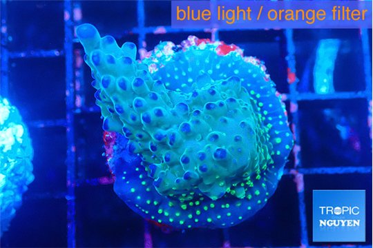 Acropora purple green Fijii 2-3 cm WYSIWYG acclimaté