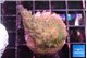 Acropora purple green Fijii 2-3 cm WYSIWYG acclimaté