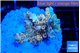 Acropora golden cherry premium 3 cm WYSIWYG acclimaté