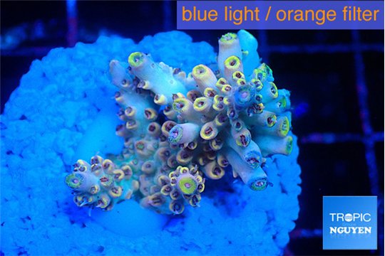 Acropora golden cherry premium 3 cm WYSIWYG acclimaté