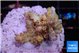 Acropora golden cherry premium 3 cm WYSIWYG acclimaté
