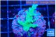 Acropora green 2-3 cm WYSIWYG acclimaté