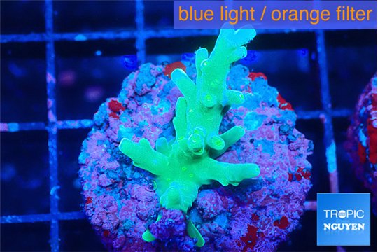 Acropora green 2-3 cm WYSIWYG acclimaté