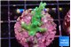 Acropora green 2-3 cm WYSIWYG acclimaté