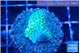 Acropora green 2 cm WYSIWYG acclimaté