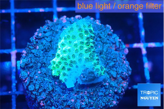 Acropora green 2 cm WYSIWYG acclimaté