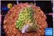 Acropora green 2 cm WYSIWYG acclimaté