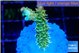 Acropora phoenix neon green polyps premium 2-3 cm WYSIWYG acclimaté