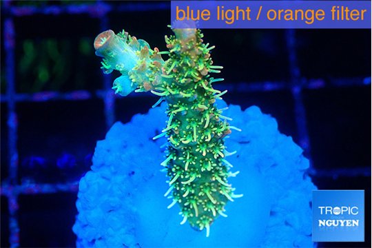 Acropora phoenix neon green polyps premium 2-3 cm WYSIWYG acclimaté