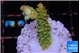 Acropora phoenix neon green polyps premium 2-3 cm WYSIWYG acclimaté