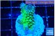 Acropora humilis neon green purple 3 cm WYSIWYG acclimaté