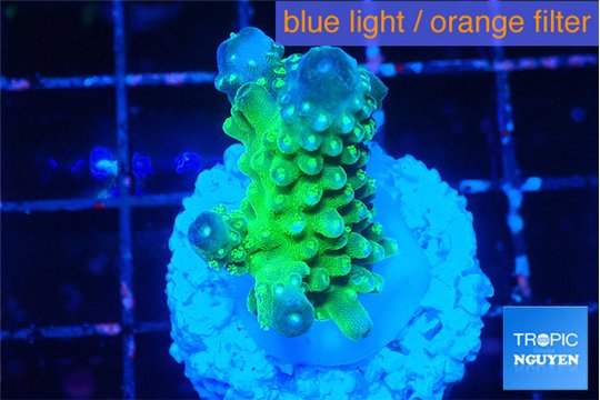 Acropora humilis neon green purple 3 cm WYSIWYG acclimaté