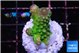 Acropora humilis neon green purple 3 cm WYSIWYG acclimaté