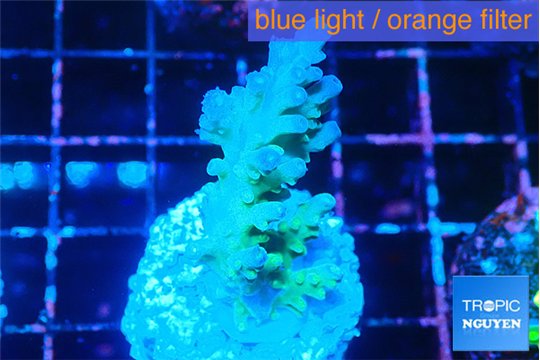 Acropora green blue ice Fijii 4 cm WYSIWYG acclimaté