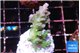 Acropora green blue ice Fijii 4 cm WYSIWYG acclimaté