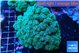 pocillopora damicornisgreen & pink tip 7-10 cm WYSIWYG acclimaté