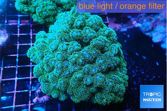 pocillopora damicornisgreen & pink tip 7-10 cm WYSIWYG acclimaté